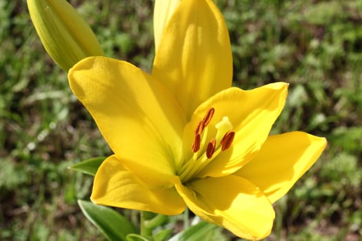 yellow lily in the garden in the Leningrad region