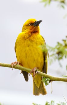 Proud male Cape Weaver bird sitting in a thorn tree