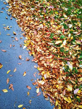 Colorful autumn leaves on asphalt background.