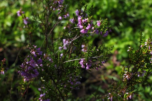 blooming purple heather in the Leningrad region