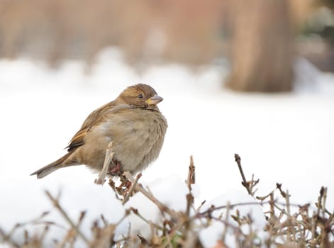 sparrow sitting on dry bush in winter