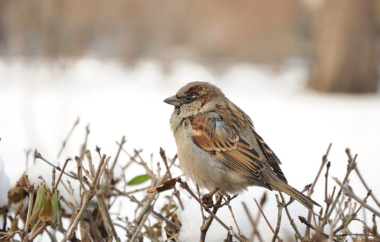 sparrow sitting on dry bush in winter