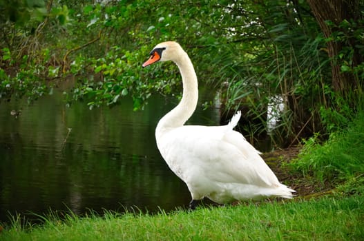 white swan on a lake