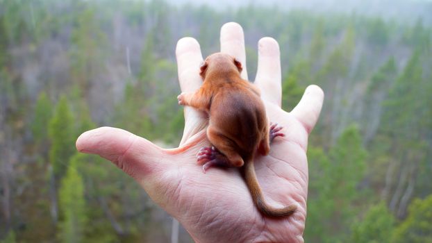 Little squirrel on palm over the taiga. It's snowing