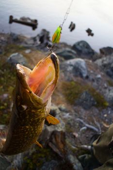 pike fishing big Northern fish Scandinavia Finnmark