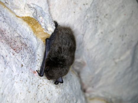 mouse-eared bat sleeping in  cave during hibernation