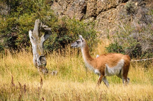 in the Torres del Paine National Park, Patagonia, Chile