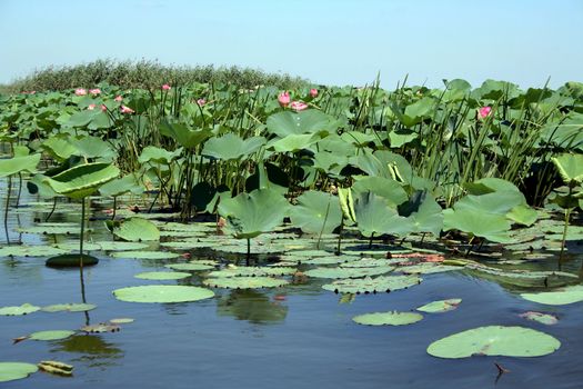 Lotuses in the Volga River flood plain in the Astrakhan region in Russia