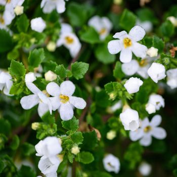 White flowers with green leaves