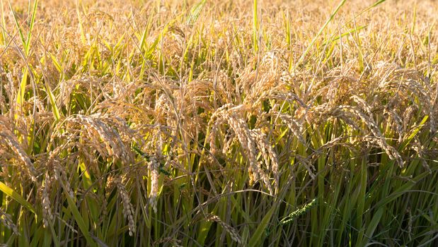 In the picture rice field during the day