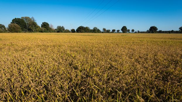 In the picture rice field during the day