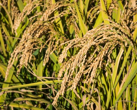 In the picture ears of rice close-up shots