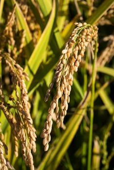 In the picture ears of rice close-up shots