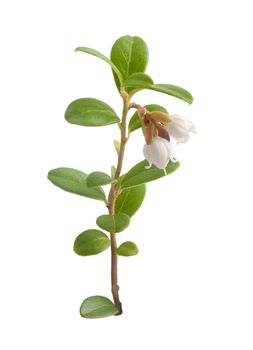 Isolated blooming branch of cowberry on the white