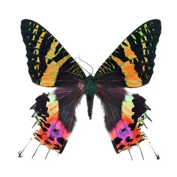 Beautiful multicolored butterfly, Sunset Moth, Urania ripheus (Madagascar) in fancy color profile, isolated on white background