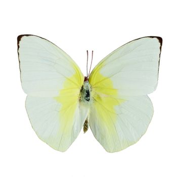 Yellow and white butterfly, Lemon Emigrant butterfly, (Catopsilia pomona), isolated on white background
