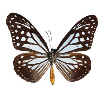 Blue and brown butterfly,Tawny Mime butterfly, isolate on white background