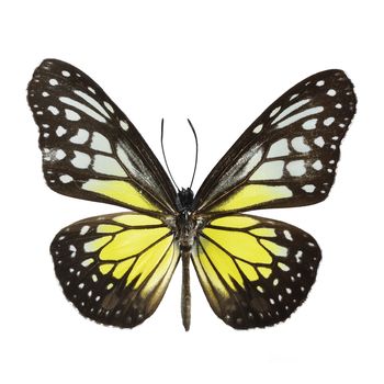 Yellow Glassy Tiger butterfly (Parantica aspasia), isolated on white background