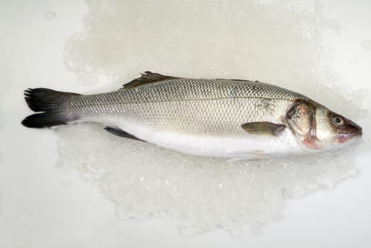 Fresh sea bass on ice