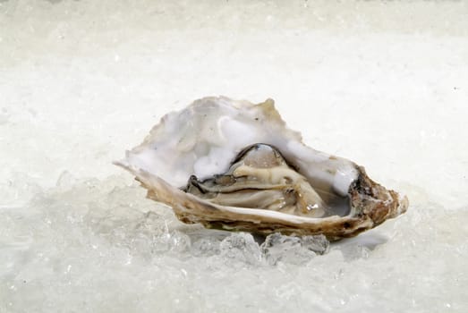 open oysters on ice