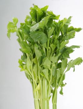 stalk of celery 