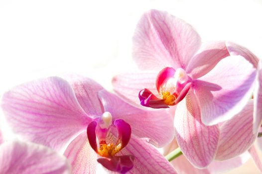 Beauty pink flower on isolated background.