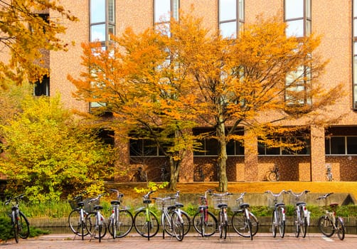 Bicycle parking near the building with tree