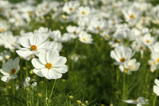 Close up white cosmos flowers in the garden