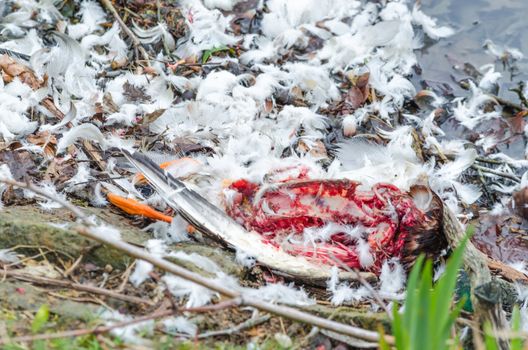 Cruel Nature, carcass of a duck that was torn by a wild animal.
