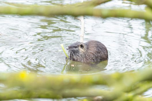 The Nutria (Myocastor coypus) also Coypu, water rat, coypu, nutria, beaver tail or tail of rat called.