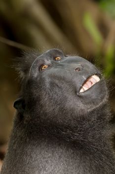 portrait of  Ape Monkey Celebes Sulawesi crested black macaque, Takngkoko National park, Sulawesi, Indonesia
