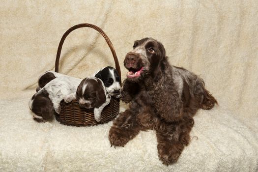 family of brown lying English Cocker Spaniel puppy