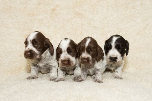 brown English Cocker Spaniel small puppy looking ahead