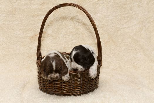 two puppy of brown English Cocker Spaniel in basket
