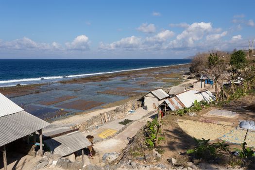 Plantations of seaweed on beach in Bali, Nusa Penida, Toyapakeh village