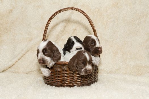 two puppy of brown English Cocker Spaniel in basket