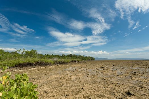 wide shoot of mangrove North Sulawesi, Indonesia with blue sky