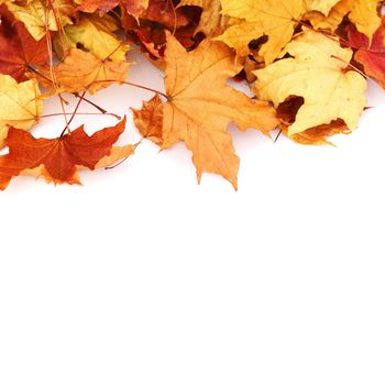 Colorful autumn maple leaves isolated on white background