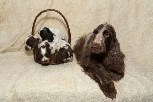 family of brown lying English Cocker Spaniel puppy