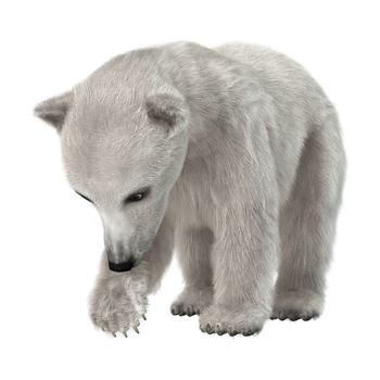 3D digital render of a polar bear cub isolated on white background