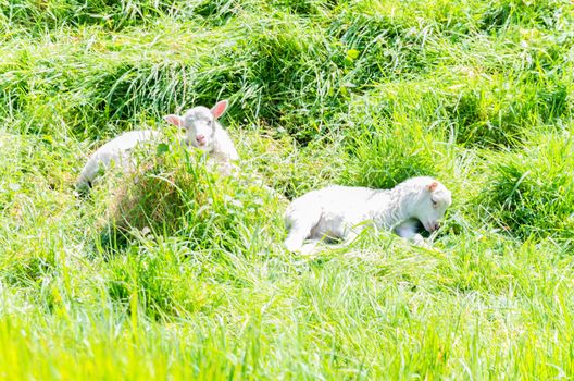 Two young sheep lying on a green meadow