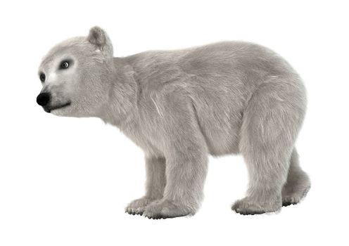 3D digital render of a polar bear cub isolated on white background