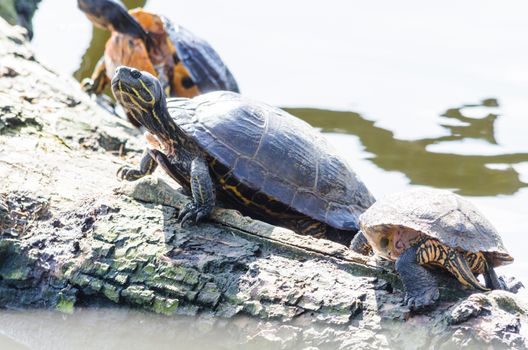 Three aquatic turtles on a piece of wood in the middle of the pond