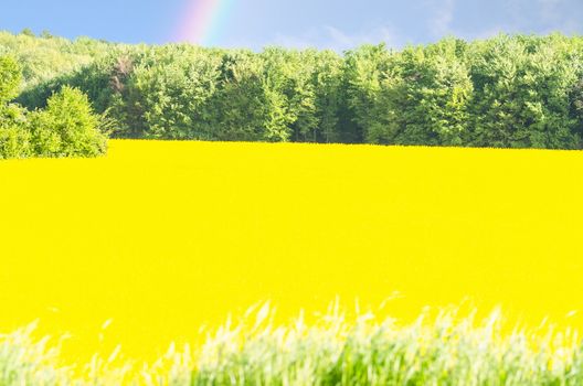 Yellow flowering Rapsfeld blue sky. Landscape in the background a rainbow.