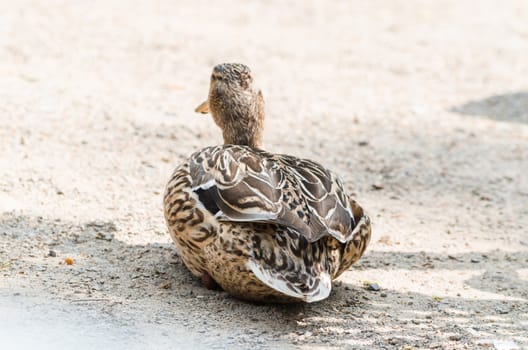 A female wild duck photographed from behind, sitting and resting on a sand road.
