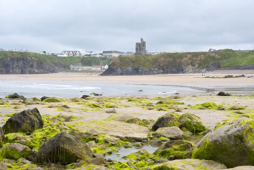 seaweed covered rocks with castle and cliffs on ballybunion beach in county kerry ireland
