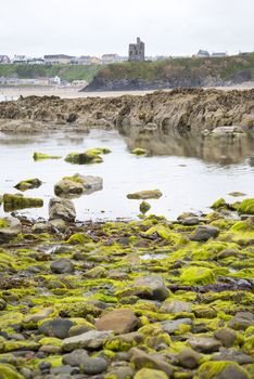 seaweed covered rocks with castle and cliffs on ballybunion beach in county kerry ireland