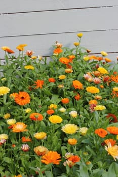colored marigold garden in the Leningrad region