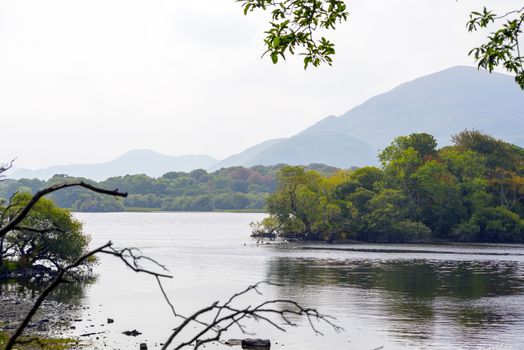 tree limbs and branches at the lakes in killarney county kerry ireland