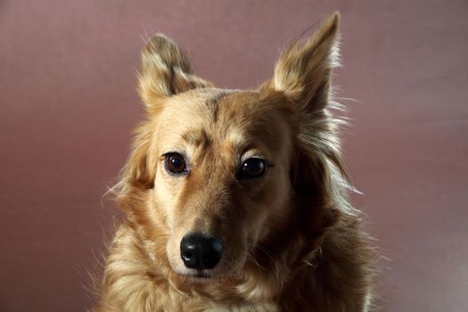 Italian mongrel dog hair from the gold and copper and black
